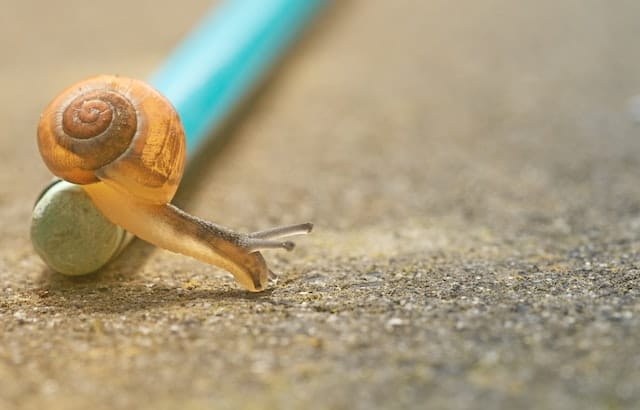 snail hosting